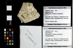 Foto (Objekt + Etiketten) von Discutiolira sp. 